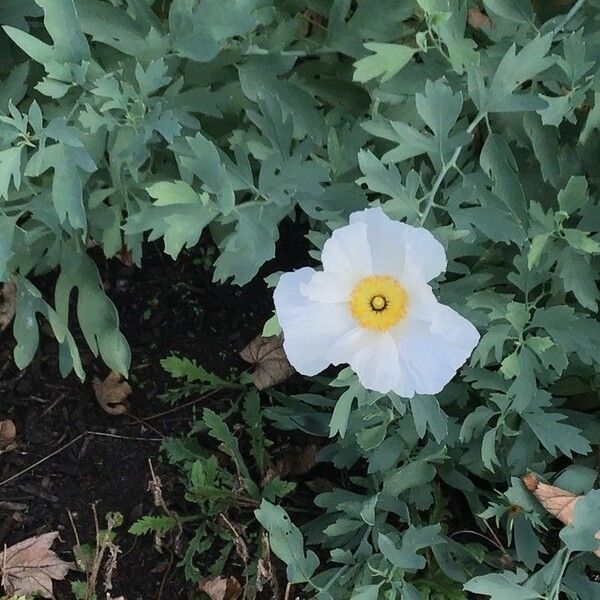 Papaver atlanticum Bloem