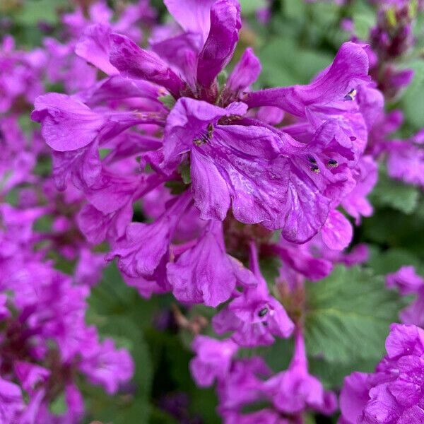 Betonica macrantha Flor