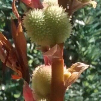 Canna indica Fruit