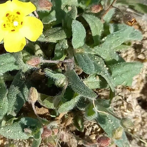 Tuberaria guttata 叶