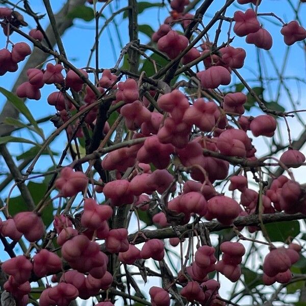 Euonymus europaeus Frukto