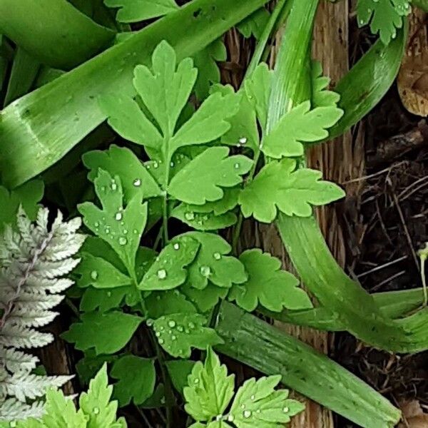 Papaver cambricum Folha