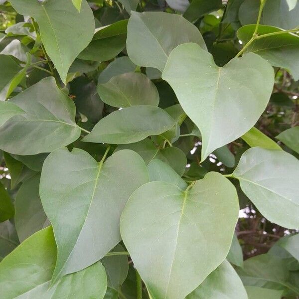 Syringa vulgaris Hoja