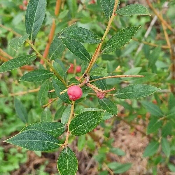 Vaccinium corymbosum Fruit