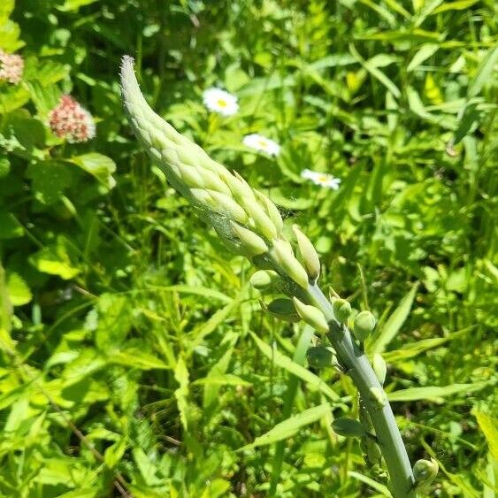 Baptisia alba Virág