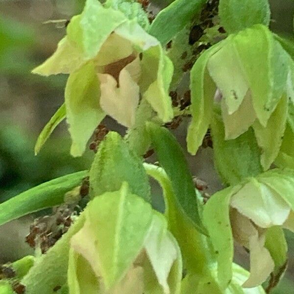 Epipactis helleborine Blüte