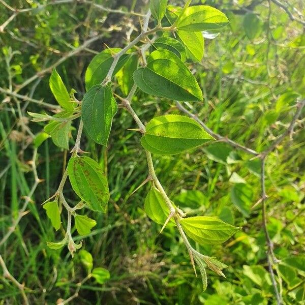 Ziziphus mucronata Leaf