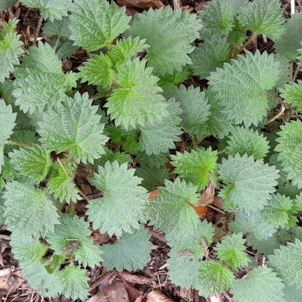 Urtica urens Habit