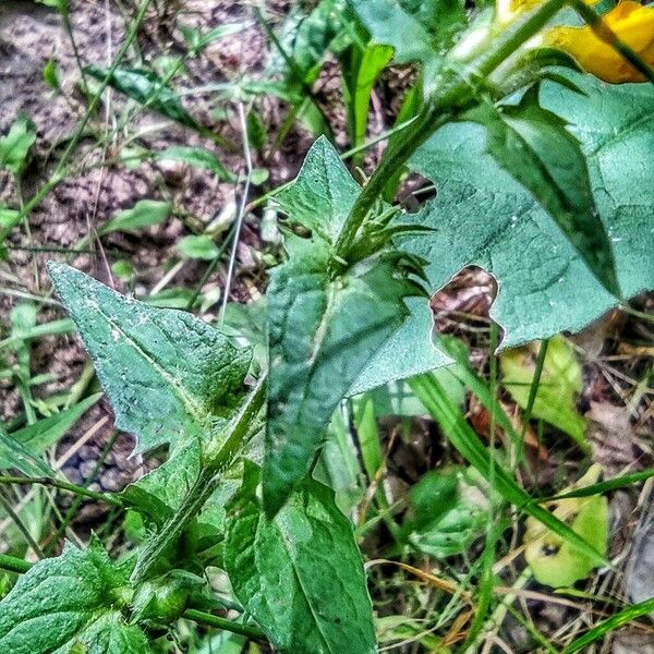 Melampyrum nemorosum Folha