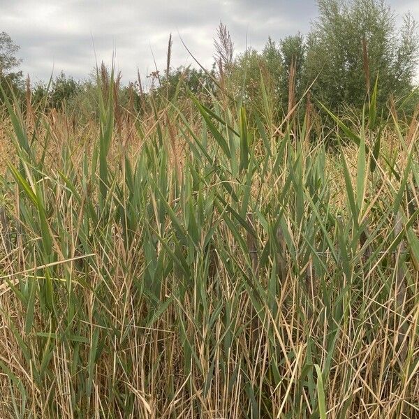 Arundo plinii पत्ता