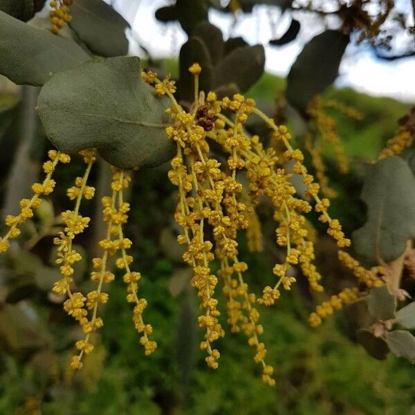 Quercus ilex Žiedas