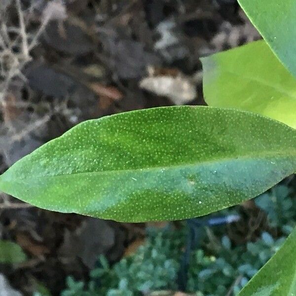 Myoporum laetum Lapas