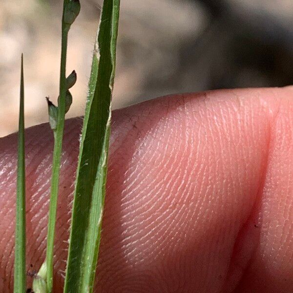 Setaria brownii Лист