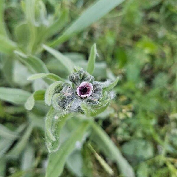 Cynoglossum creticum Kukka