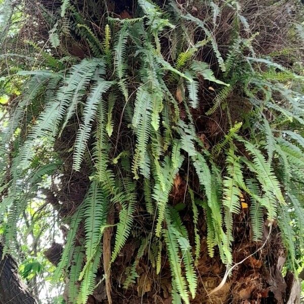 Nephrolepis cordifolia Pokrój