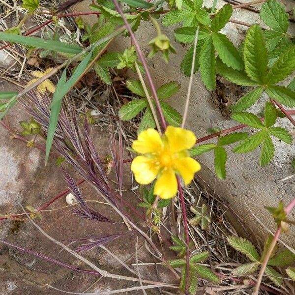 Potentilla reptans Flor