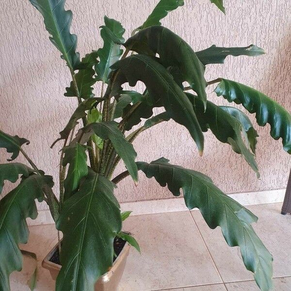 Alocasia lauterbachiana Blatt