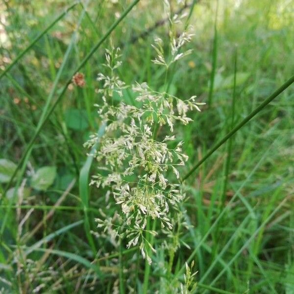 Agrostis gigantea Flower