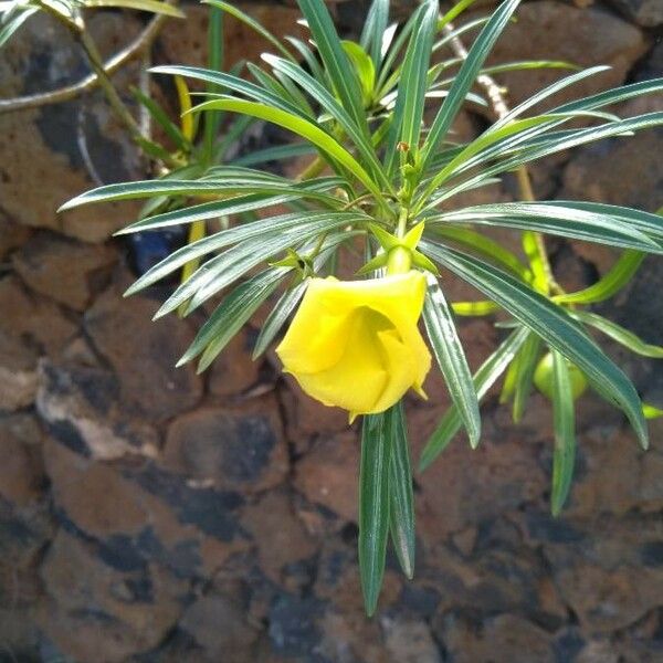 Thevetia peruviana Flower