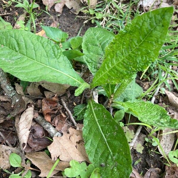 Elephantopus carolinianus Leaf