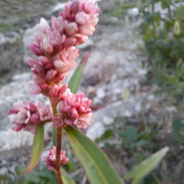 Persicaria maculosa Blomst