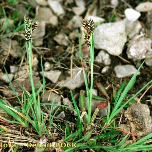 Carex bicolor 形态