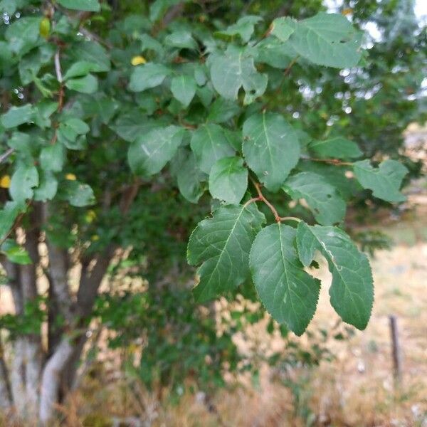 Prunus domestica ᱥᱟᱠᱟᱢ