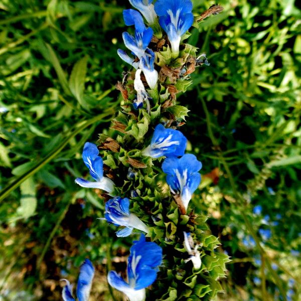 Salvia uliginosa Blomma