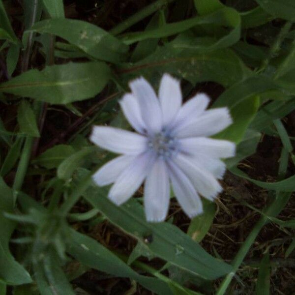 Cichorium intybus 花