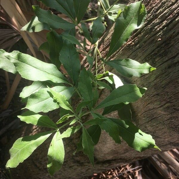 Heteromorpha arborescens Leaf