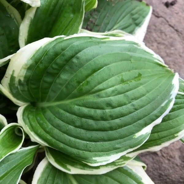 Hosta plantaginea Лист