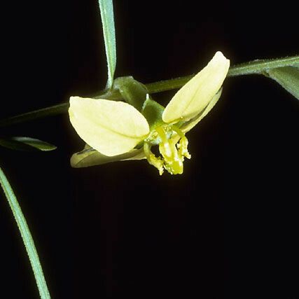 Ludwigia linearis ফুল