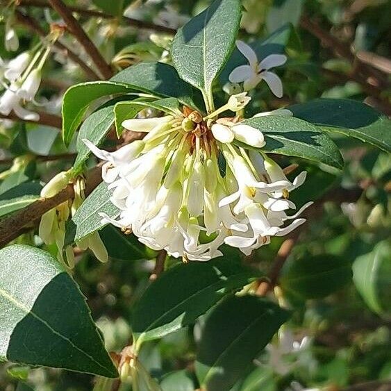 Osmanthus × burkwoodii Кветка