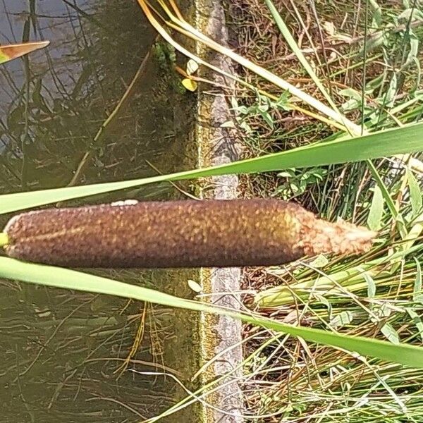 Typha minima Fruit