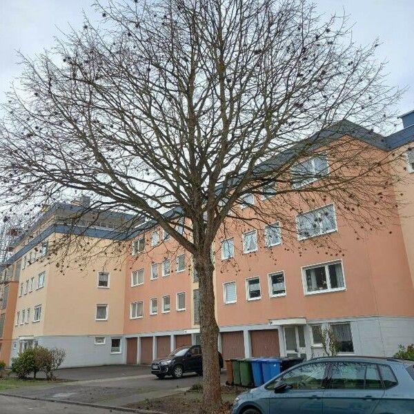 Corylus colurna Habitus