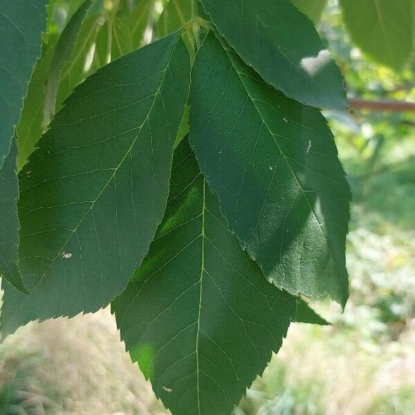 Fraxinus pennsylvanica Blatt