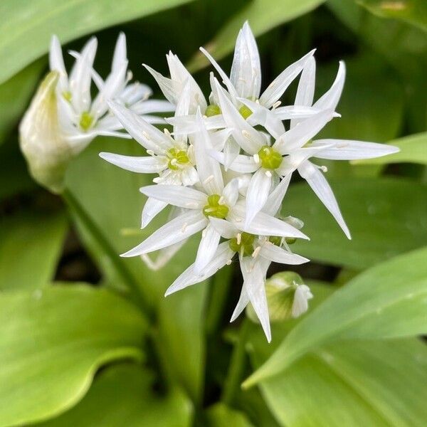Allium ursinum 花