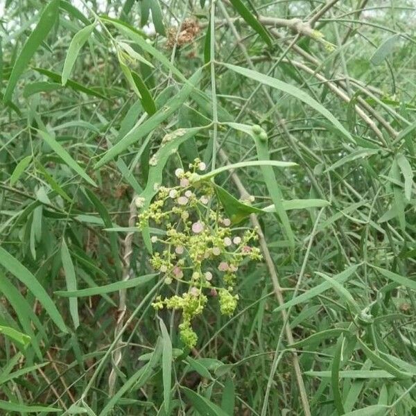 Salvadora persica Fruit