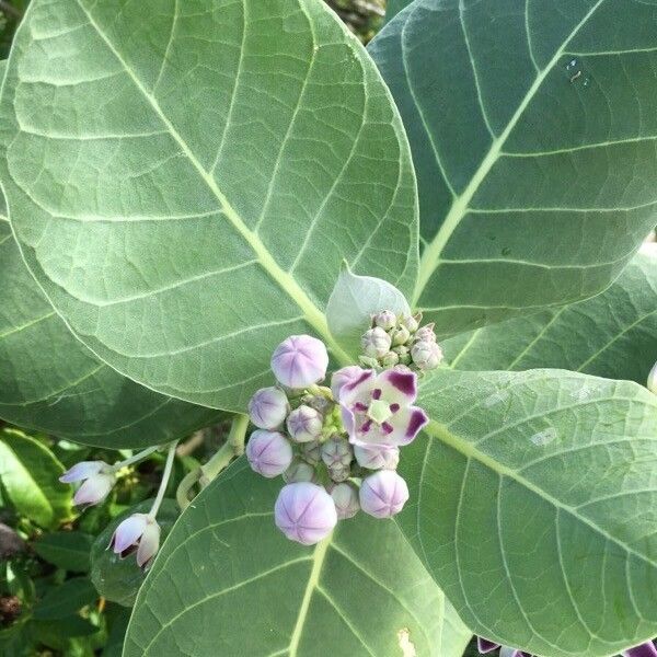 Calotropis procera अन्य