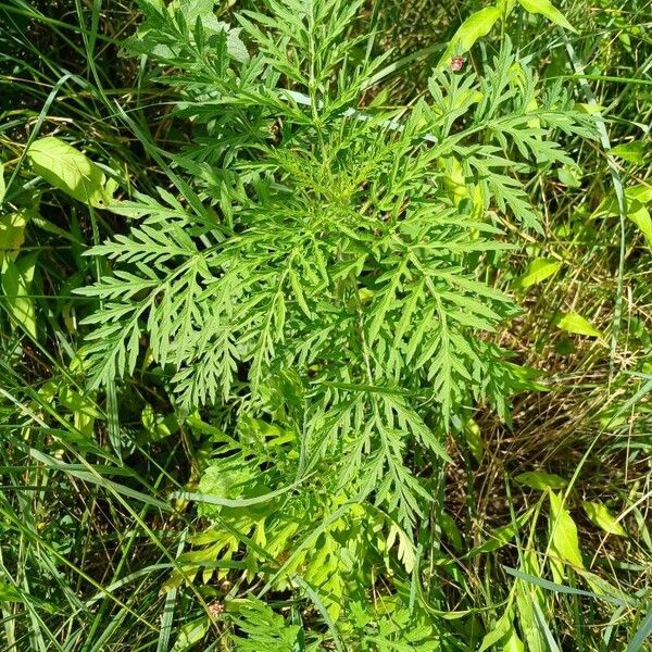 Ambrosia artemisiifolia Leaf