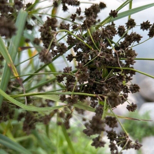 Scirpus polyphyllus Φρούτο