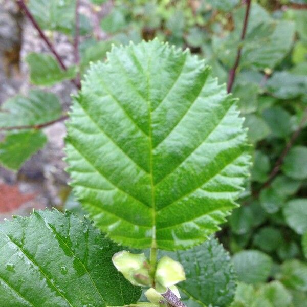 Alnus alnobetula Leaf