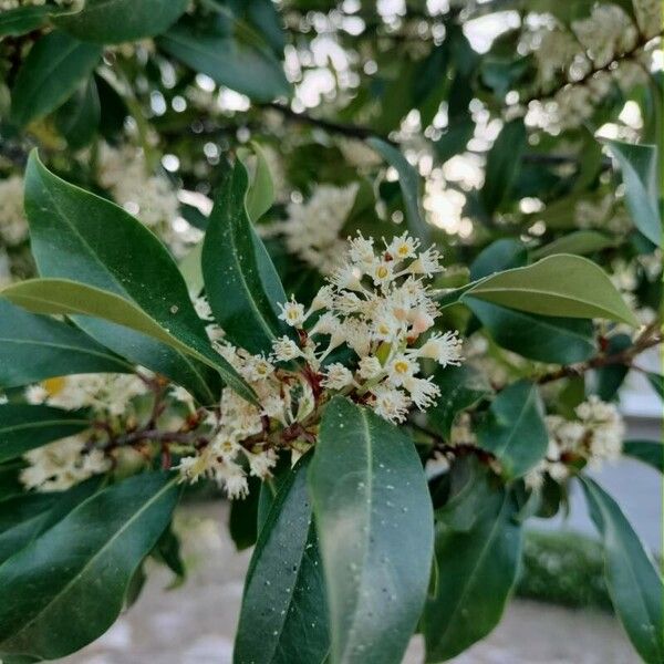 Prunus caroliniana Blodyn