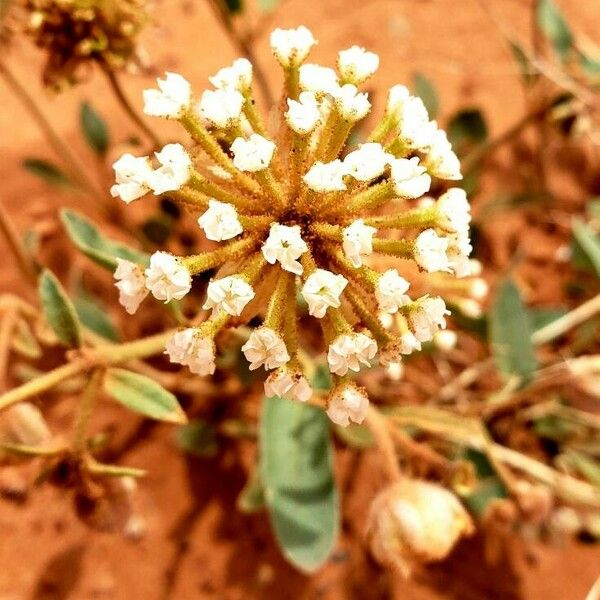 Abronia fragrans Flower