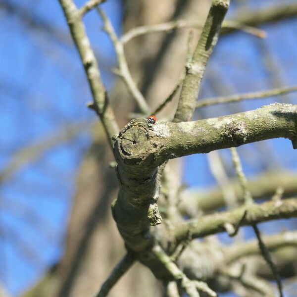 Nyssa sylvatica Bark