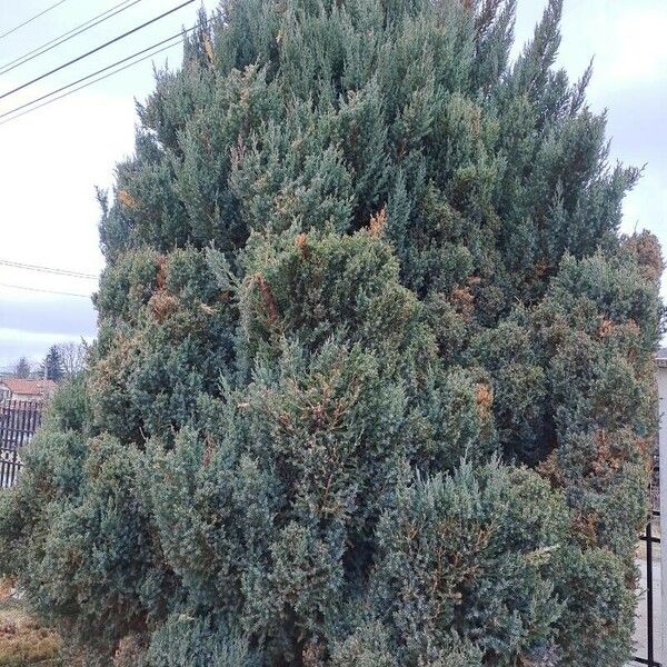 Juniperus scopulorum ഇല