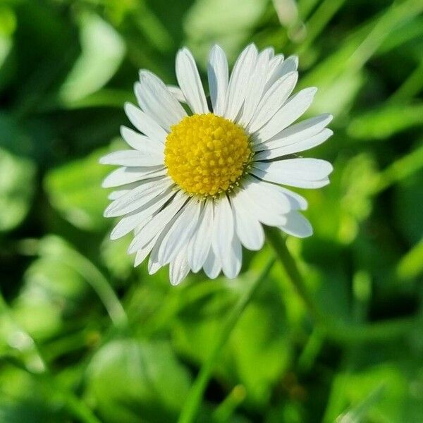 Bellis annua Kvet