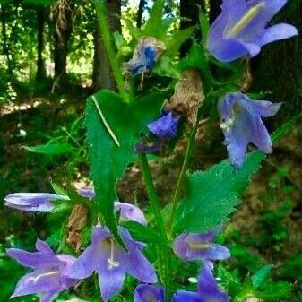 Campanula trachelium Cvet