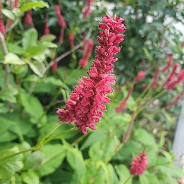 Persicaria orientalis Kvet