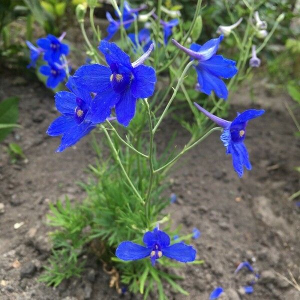 Delphinium grandiflorum Habitus